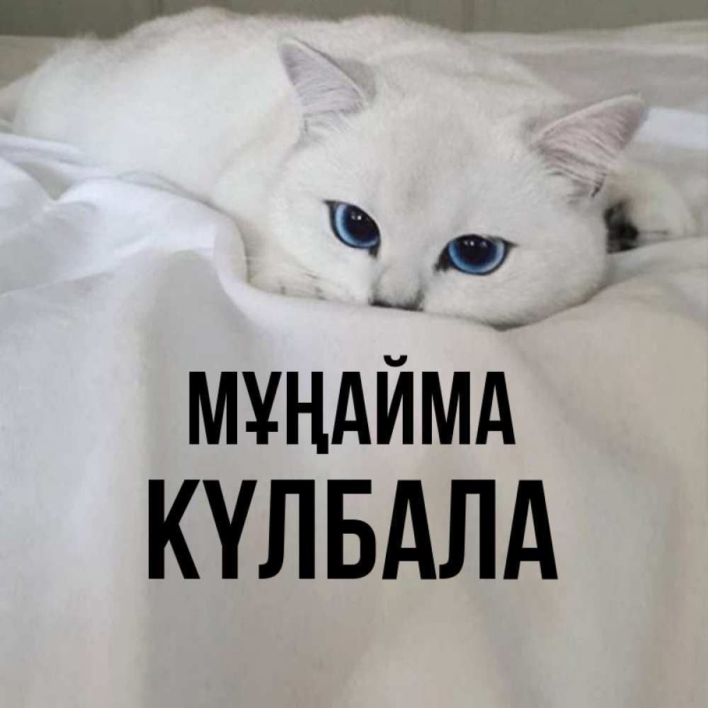 Күн сайын ашық хат с именем, Күлбала Мұңайма Голубоглазая кошка Онлайн тегін жүктеп алу тілектері бар керемет карта 