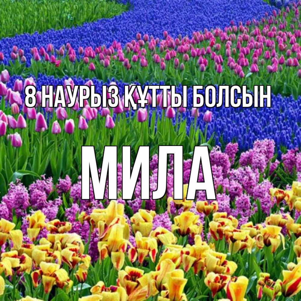 Күн сайын ашық хат с именем, Мила 8 наурыз құтты болсын цветы Онлайн тегін жүктеп алу тілектері бар керемет карта 