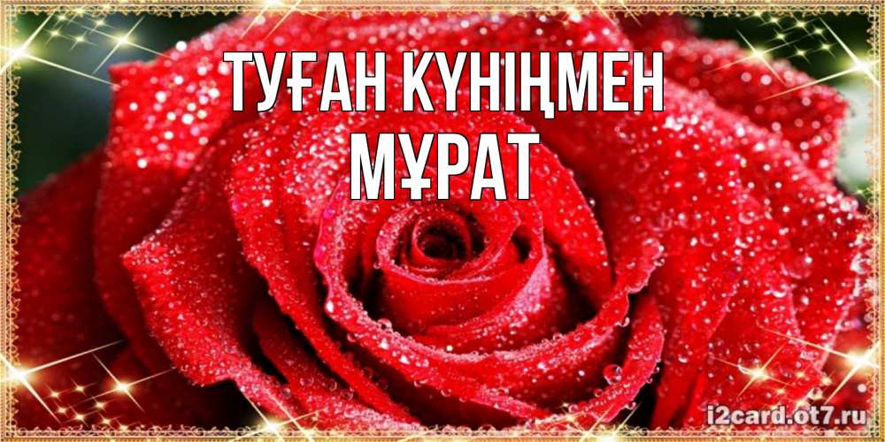 Күн сайын ашық хат с именем, МҰРАТ Туған күніңмен роса и роза. открытка с красивой розой Онлайн тегін жүктеп алу тілектері бар керемет карта 