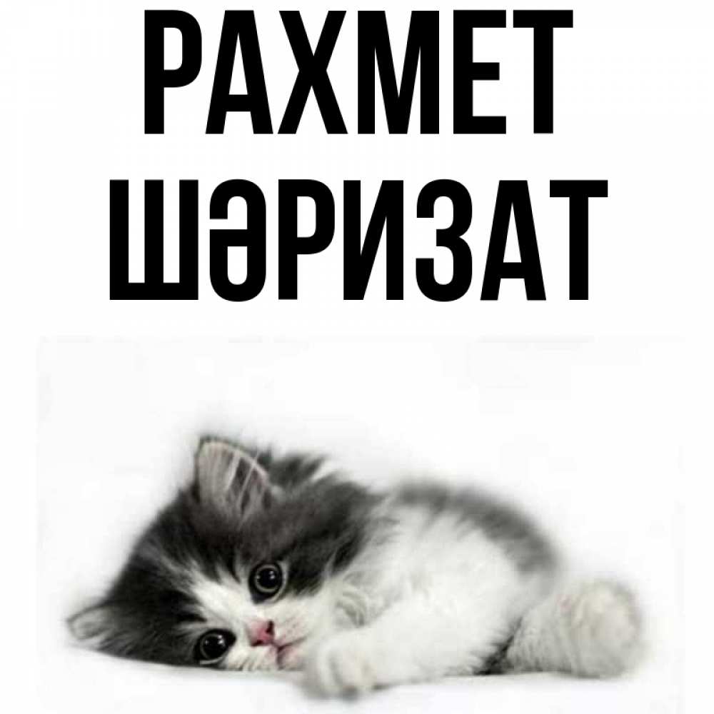 Күн сайын ашық хат с именем, ШӘРИЗАТ рахмет черный и белый кот Онлайн тегін жүктеп алу тілектері бар керемет карта 
