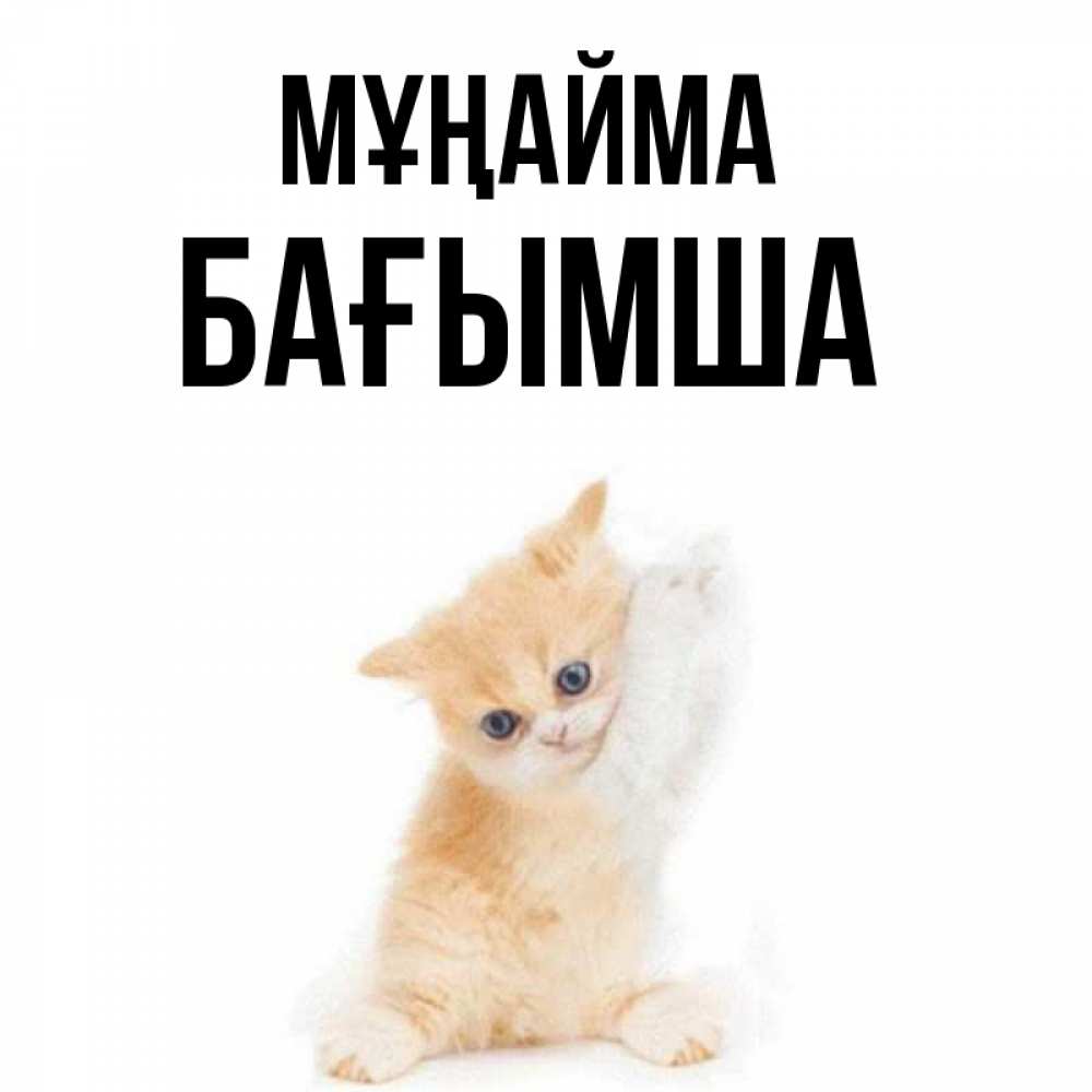 Күн сайын ашық хат с именем, БАҒЫМША Мұңайма просящий кот Онлайн тегін жүктеп алу тілектері бар керемет карта 
