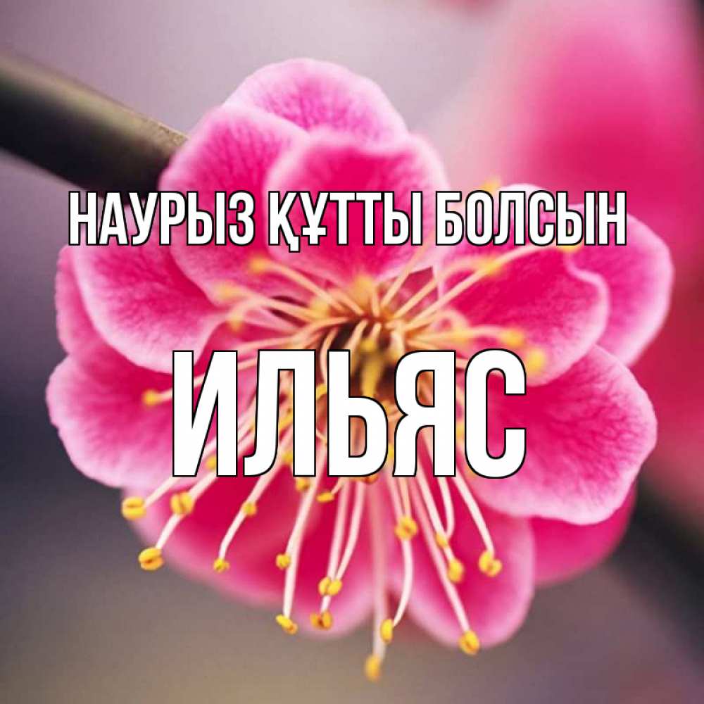 Күн сайын ашық хат с именем, Ильяс Наурыз құтты болсын цветы Онлайн тегін жүктеп алу тілектері бар керемет карта 
