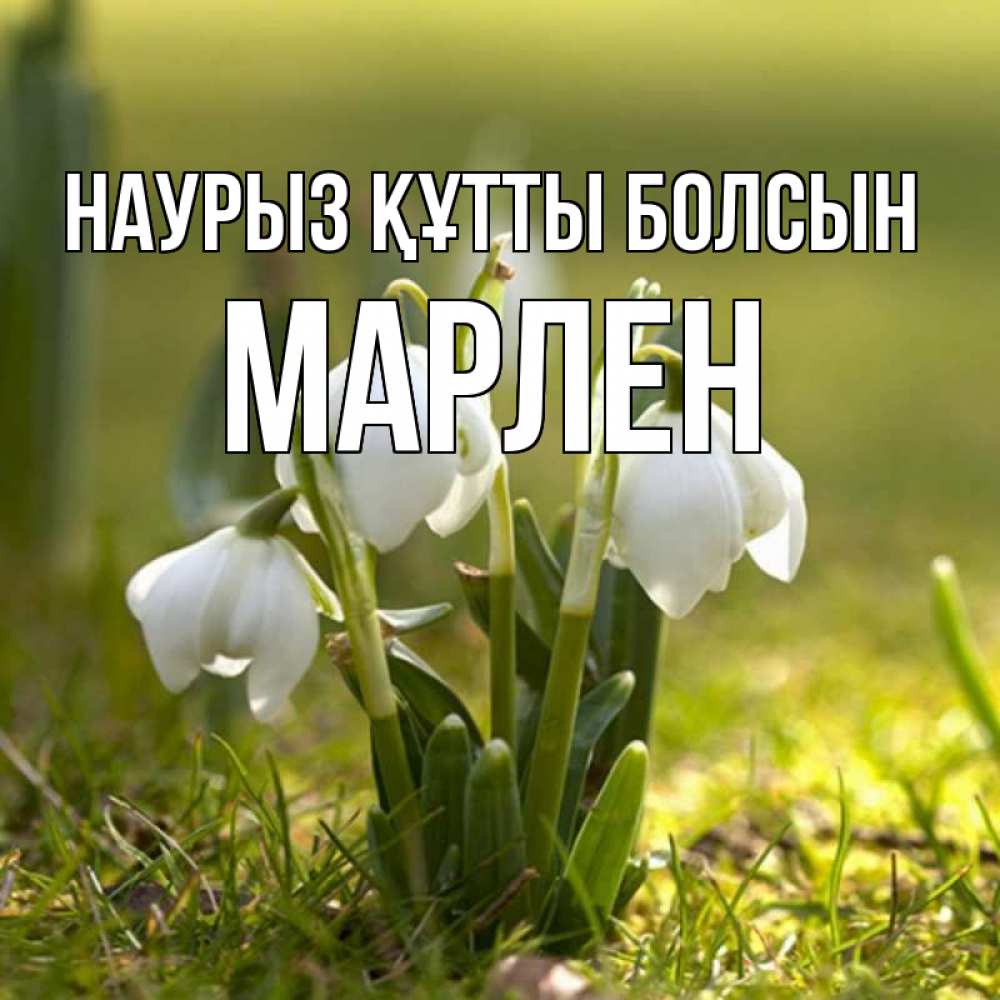 Күн сайын ашық хат с именем, МАРЛЕН Наурыз құтты болсын ранние цветы 2 Онлайн тегін жүктеп алу тілектері бар керемет карта 