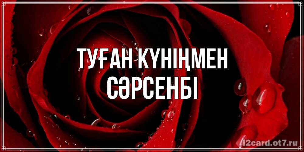 Күн сайын ашық хат с именем, СӘРСЕНБІ Туған күніңмен крупная бордовая роза Онлайн тегін жүктеп алу тілектері бар керемет карта 