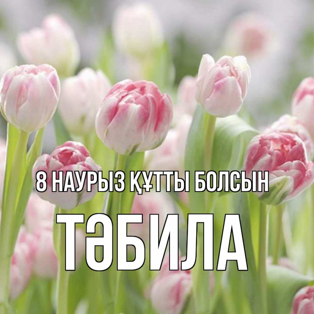 Күн сайын ашық хат с именем, ТӘБИЛА 8 наурыз құтты болсын цветы Онлайн тегін жүктеп алу тілектері бар керемет карта 