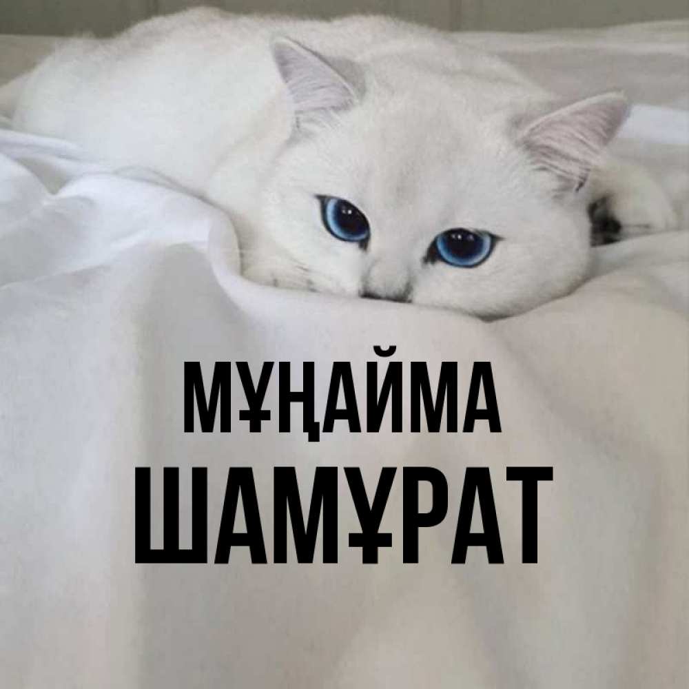 Күн сайын ашық хат с именем, ШАМҰРАТ Мұңайма Голубоглазая кошка Онлайн тегін жүктеп алу тілектері бар керемет карта 