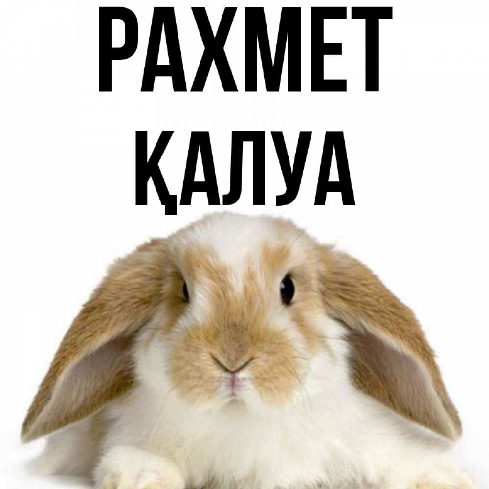 Күн сайын ашық хат с именем, ҚАЛУА рахмет коричнево белый заяц Онлайн тегін жүктеп алу тілектері бар керемет карта 