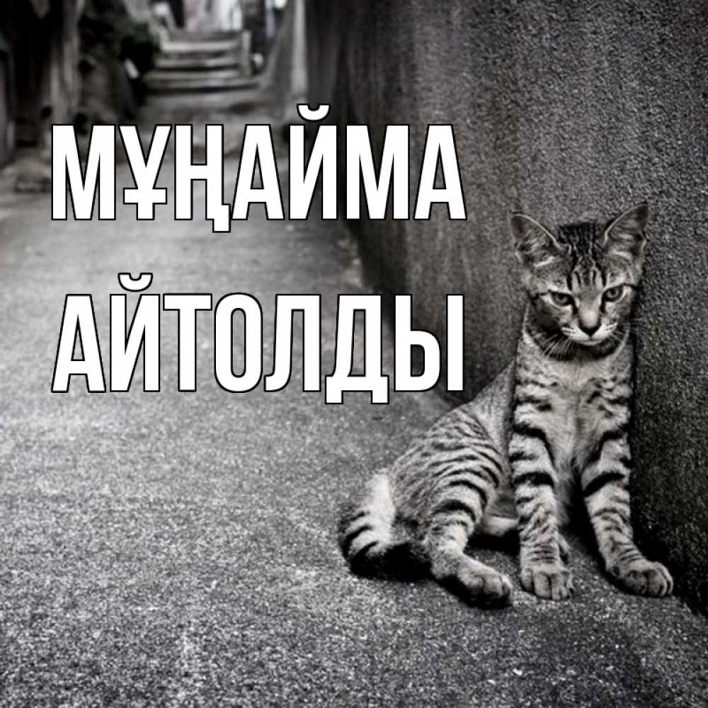 Күн сайын ашық хат с именем, АЙТОЛДЫ Мұңайма скучающий котик Онлайн тегін жүктеп алу тілектері бар керемет карта 