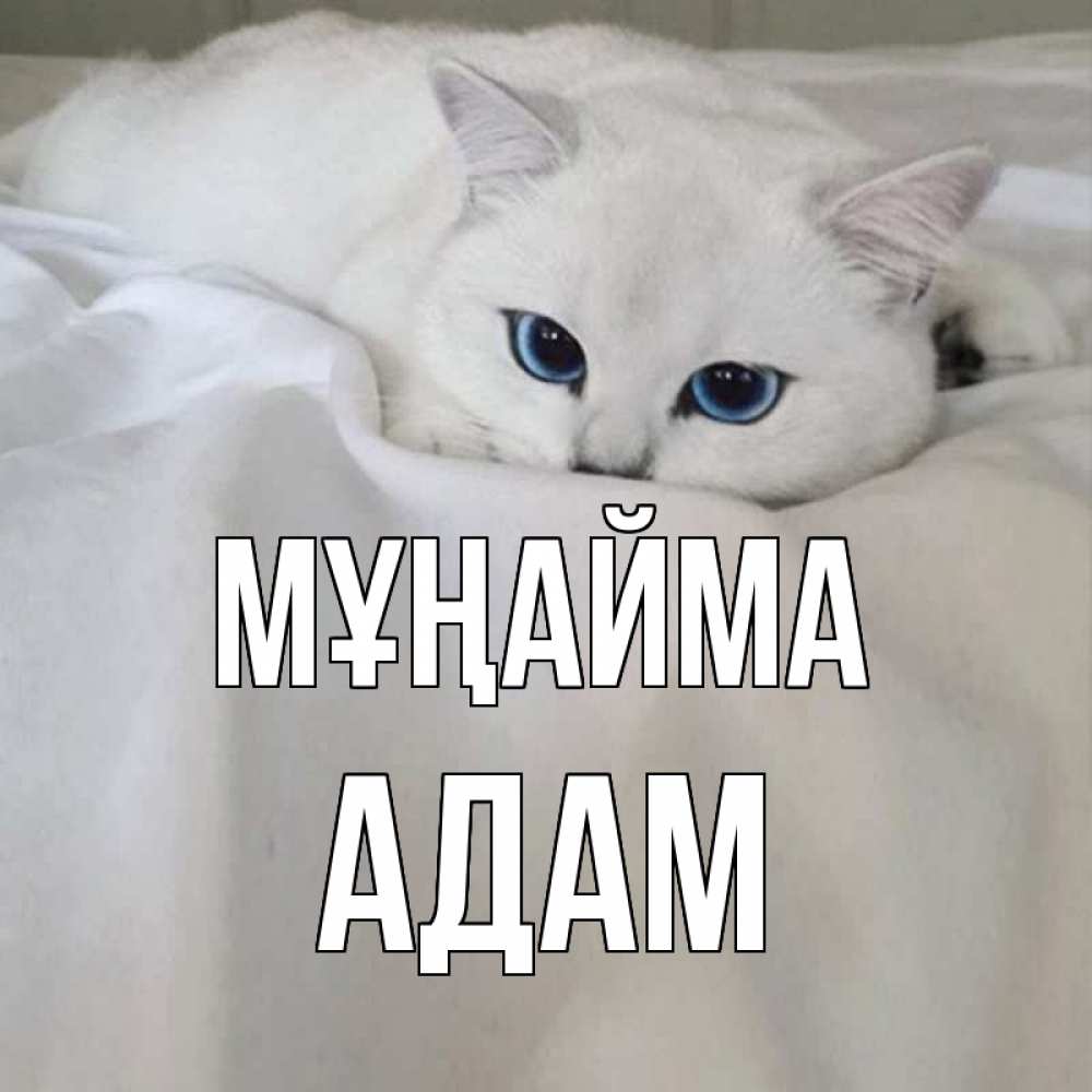 Күн сайын ашық хат с именем, Адам Мұңайма белый кот с голубыми глазами на белоснежной кровати Онлайн тегін жүктеп алу тілектері бар керемет карта 