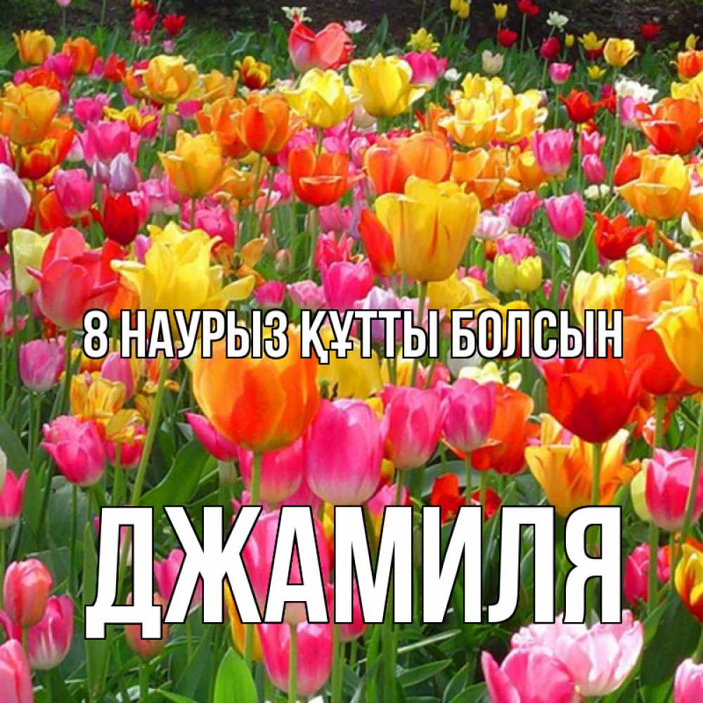Күн сайын ашық хат с именем, Джамиля 8 наурыз құтты болсын на международный женский день Онлайн тегін жүктеп алу тілектері бар керемет карта 