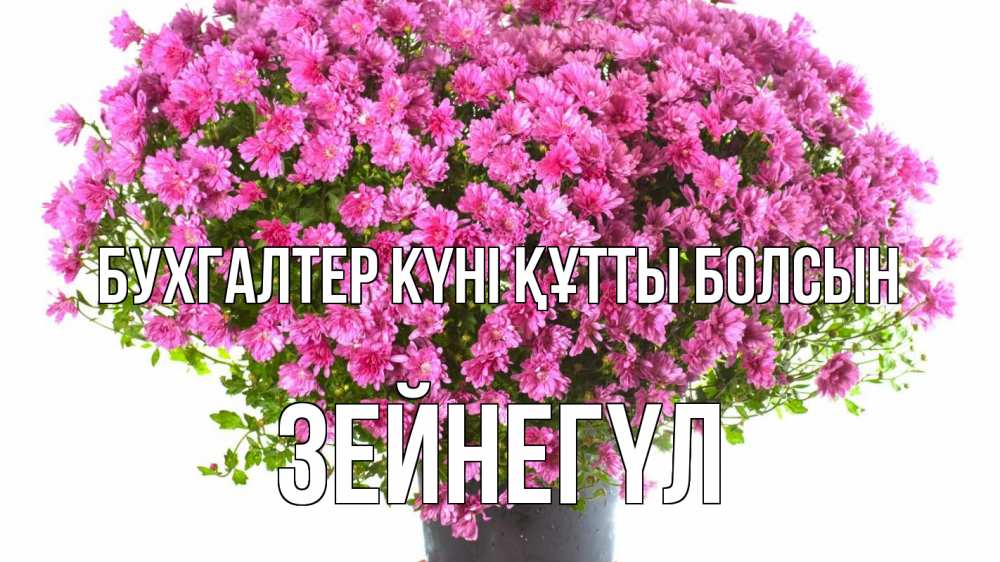 Күн сайын ашық хат с именем, ЗЕЙНЕГҮЛ бухгалтер күні құтты болсын с днем бухгалтера Онлайн тегін жүктеп алу тілектері бар керемет карта 