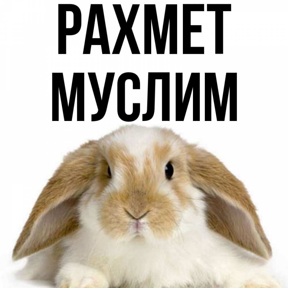 Күн сайын ашық хат с именем, Муслим рахмет коричнево белый заяц Онлайн тегін жүктеп алу тілектері бар керемет карта 