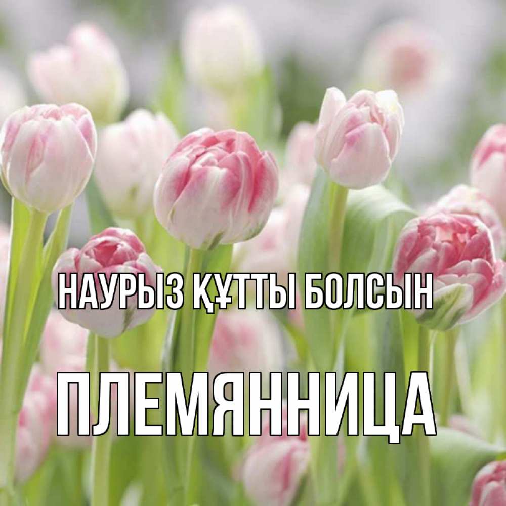 Күн сайын ашық хат с именем, Племянница Наурыз құтты болсын цветы Онлайн тегін жүктеп алу тілектері бар керемет карта 
