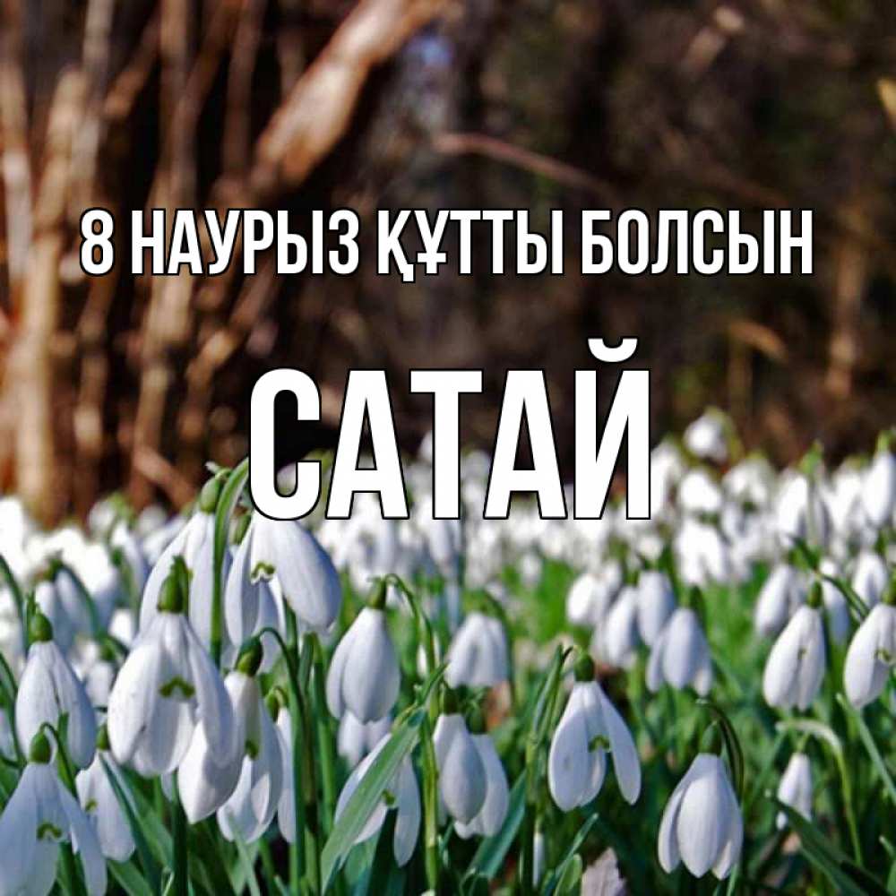 Күн сайын ашық хат с именем, САТАЙ 8 наурыз құтты болсын с подснежниками 1 Онлайн тегін жүктеп алу тілектері бар керемет карта 
