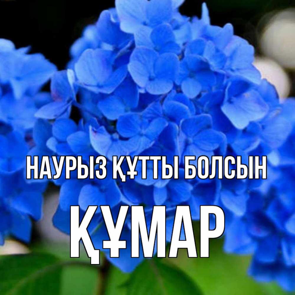 Күн сайын ашық хат с именем, ҚҰМАР Наурыз құтты болсын синие цветы Онлайн тегін жүктеп алу тілектері бар керемет карта 