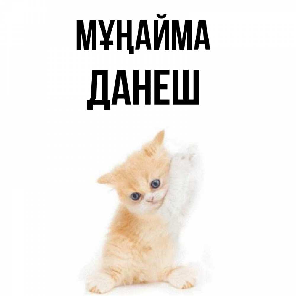 Күн сайын ашық хат с именем, ДАНЕШ Мұңайма просящий кот Онлайн тегін жүктеп алу тілектері бар керемет карта 
