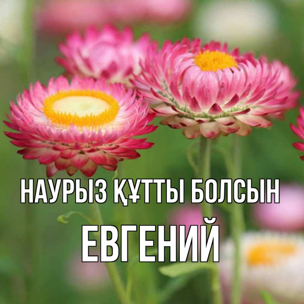 Күн сайын ашық хат с именем, Евгений Наурыз құтты болсын подарок на международный женский день Онлайн тегін жүктеп алу тілектері бар керемет карта 