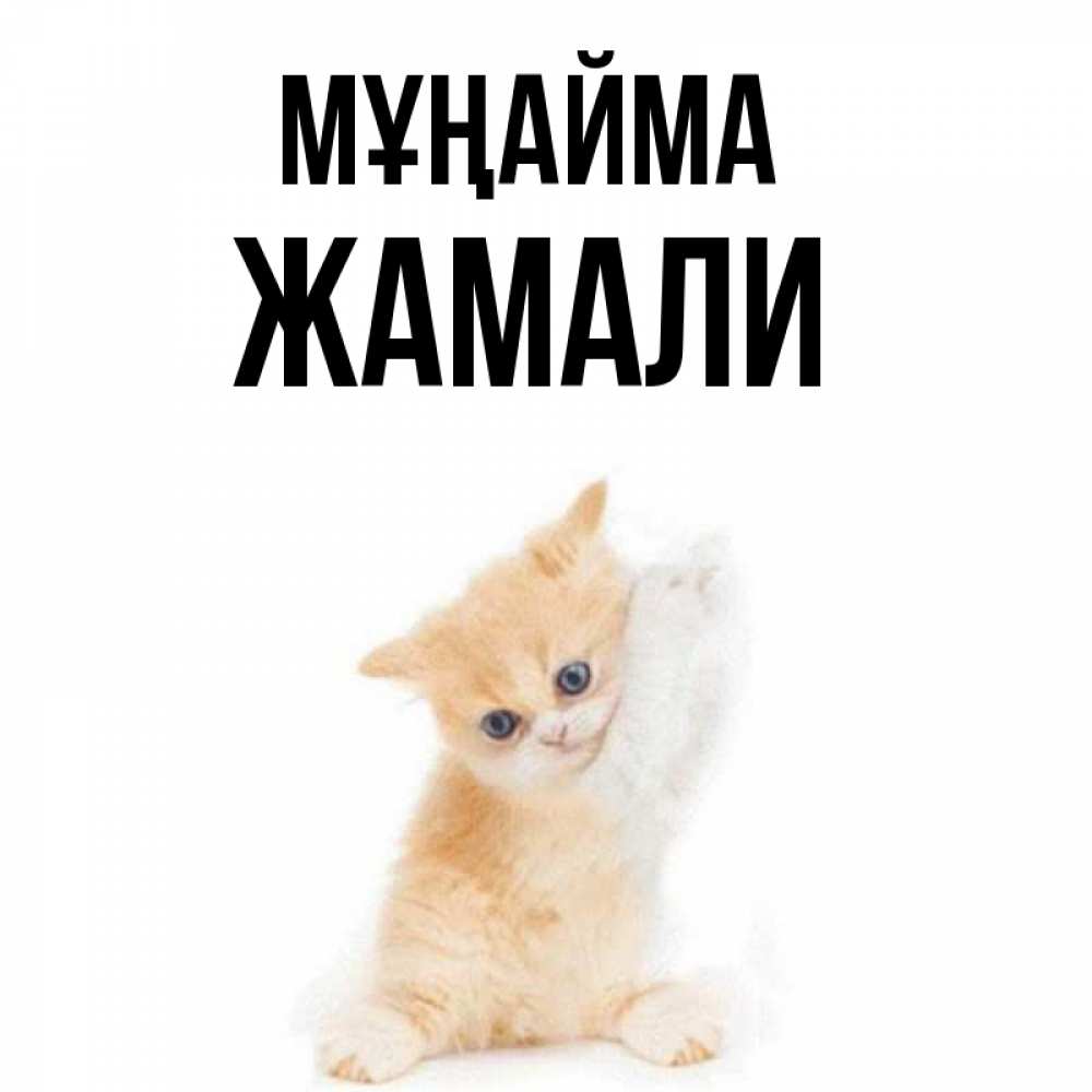 Күн сайын ашық хат с именем, ЖАМАЛИ Мұңайма просящий кот Онлайн тегін жүктеп алу тілектері бар керемет карта 