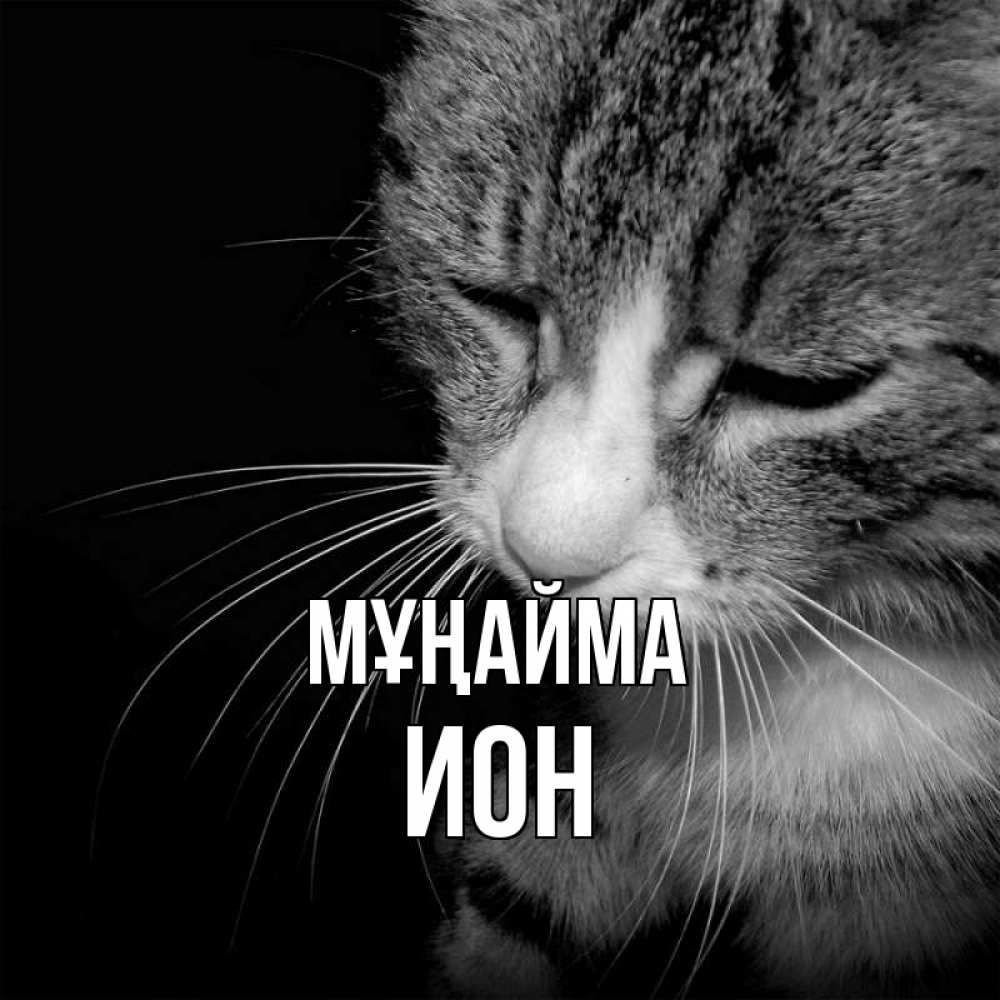 Күн сайын ашық хат с именем, Ион Мұңайма грустный котик Онлайн тегін жүктеп алу тілектері бар керемет карта 