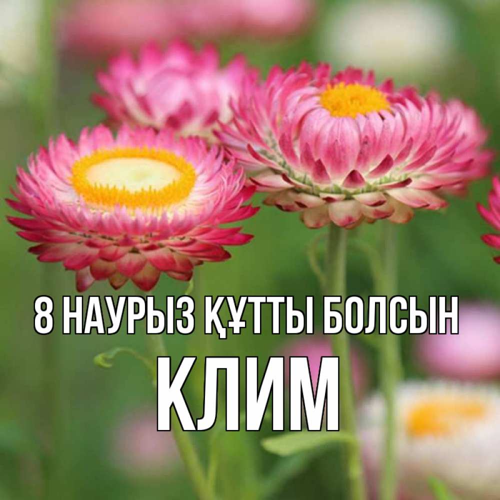 Күн сайын ашық хат с именем, Клим 8 наурыз құтты болсын подарок на международный женский день Онлайн тегін жүктеп алу тілектері бар керемет карта 