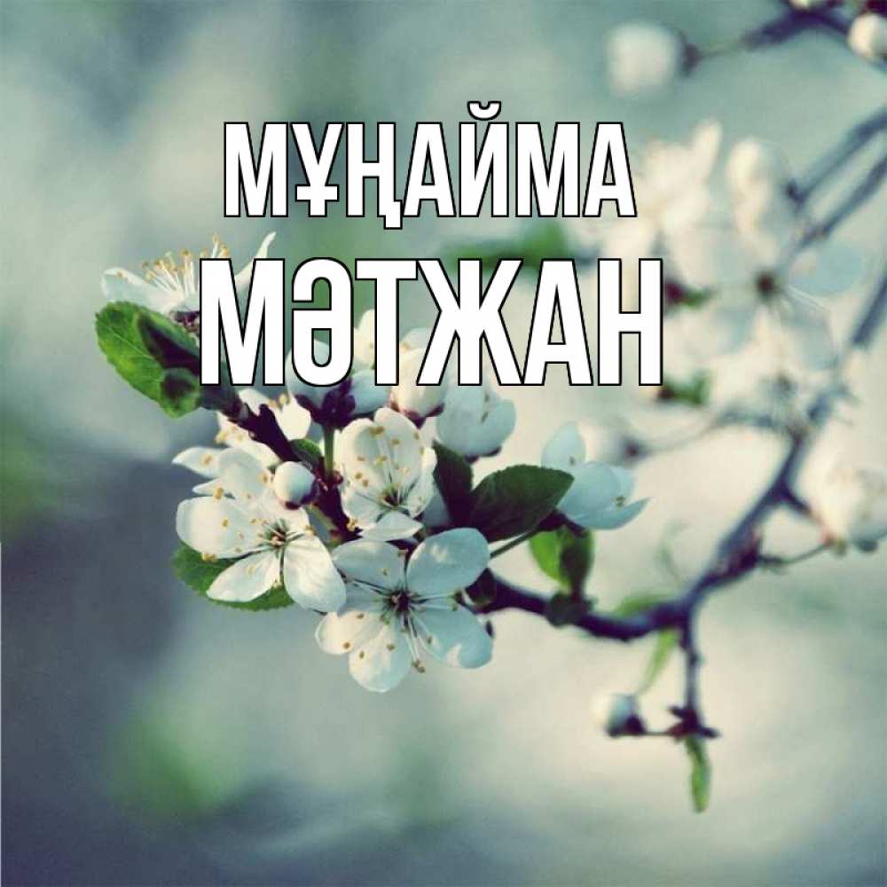 Күн сайын ашық хат с именем, МӘТЖАН Мұңайма яблоня в цвету 1 Онлайн тегін жүктеп алу тілектері бар керемет карта 