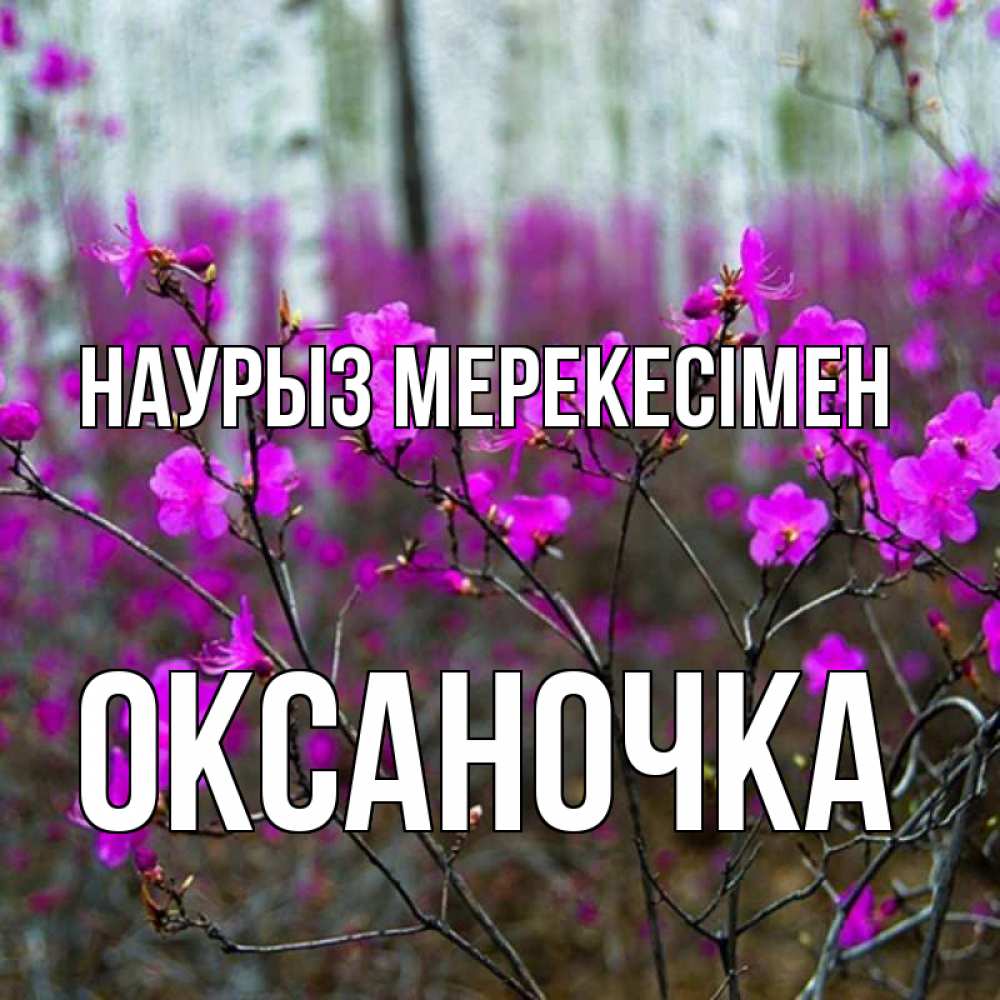 Күн сайын ашық хат с именем, Оксаночка Наурыз мерекесімен дикие цветы Онлайн тегін жүктеп алу тілектері бар керемет карта 