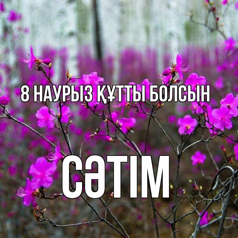 Күн сайын ашық хат с именем, СӘТІМ 8 наурыз құтты болсын дикие цветы Онлайн тегін жүктеп алу тілектері бар керемет карта 