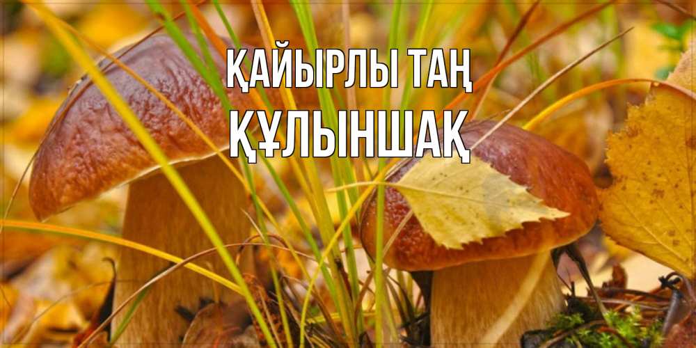 Күн сайын ашық хат с именем, ҚҰЛЫНШАҚ Қайырлы таң осенние грибы Онлайн тегін жүктеп алу тілектері бар керемет карта 