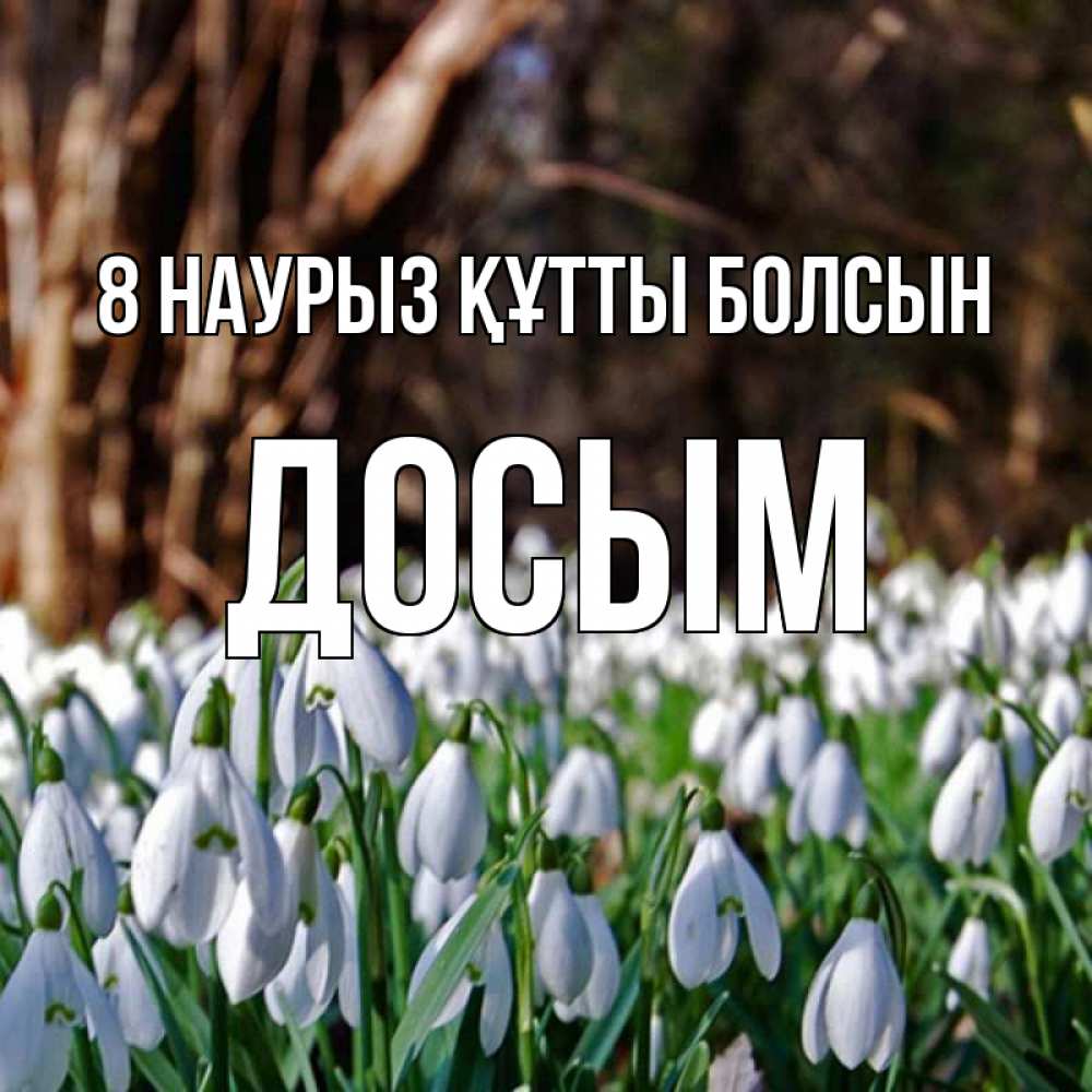 Күн сайын ашық хат с именем, Досым 8 наурыз құтты болсын с подснежниками 1 Онлайн тегін жүктеп алу тілектері бар керемет карта 