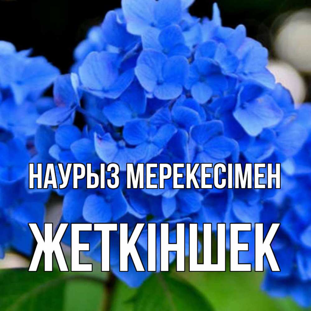 Күн сайын ашық хат с именем, Жеткіншек Наурыз мерекесімен синие цветы Онлайн тегін жүктеп алу тілектері бар керемет карта 