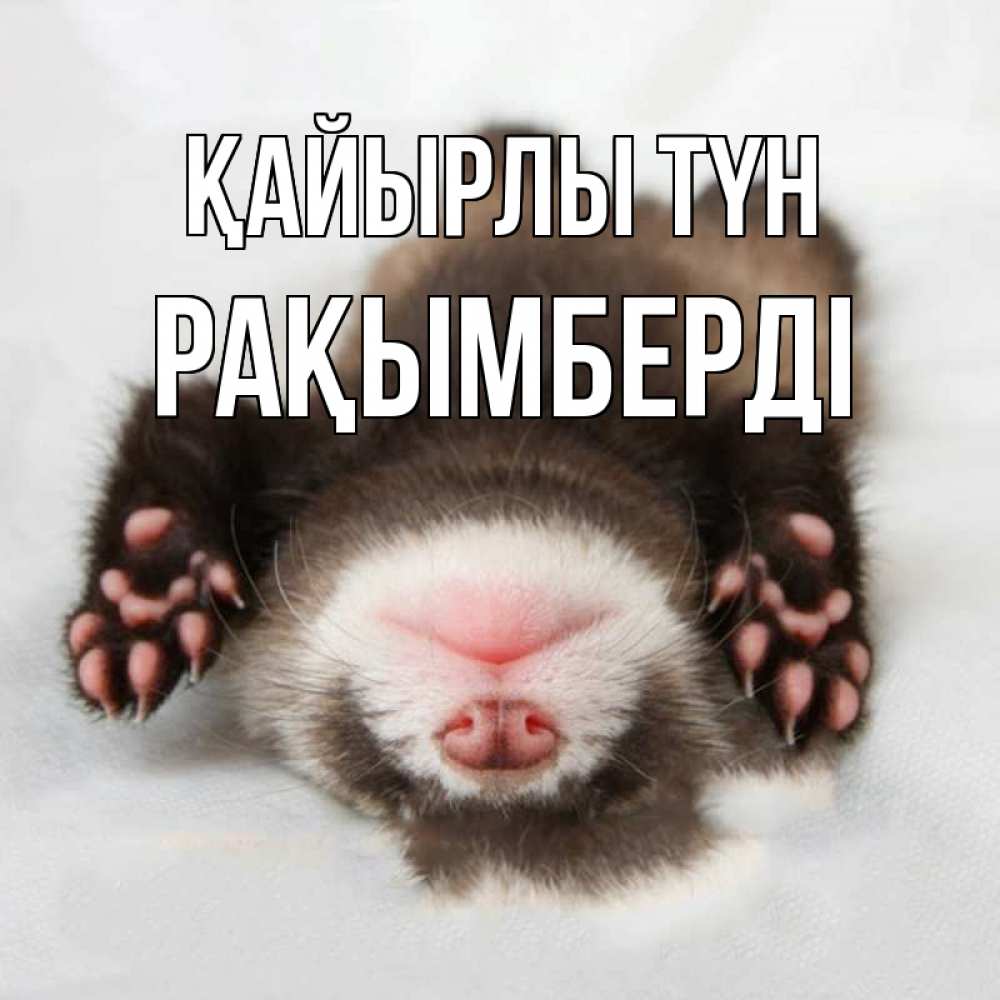 Күн сайын ашық хат с именем, Рақымберді Қайырлы түн зверек Онлайн тегін жүктеп алу тілектері бар керемет карта 