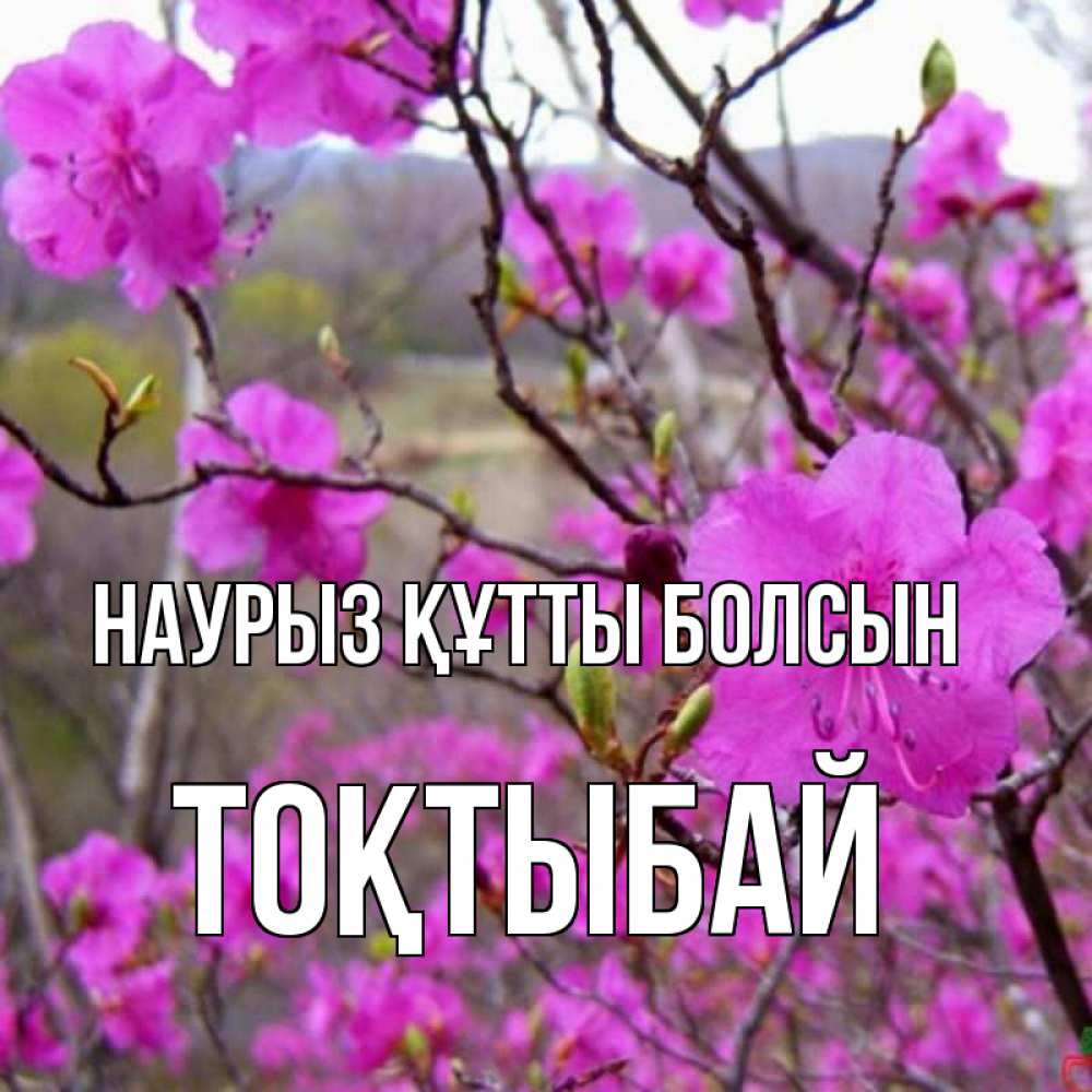 Күн сайын ашық хат с именем, ТОҚТЫБАЙ Наурыз құтты болсын наурыз мейрамы кутты болсын Онлайн тегін жүктеп алу тілектері бар керемет карта 