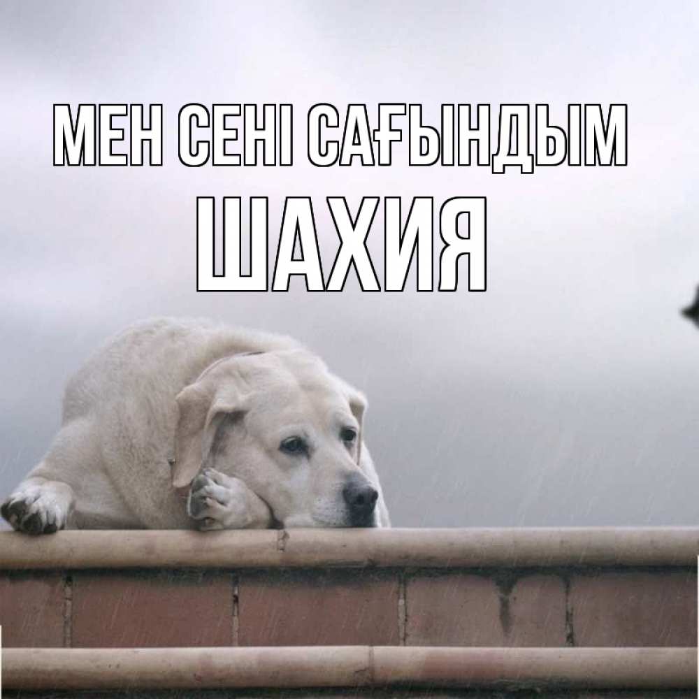 Күн сайын ашық хат с именем, ШАХИЯ Мен сені сағындым ждет Онлайн тегін жүктеп алу тілектері бар керемет карта 