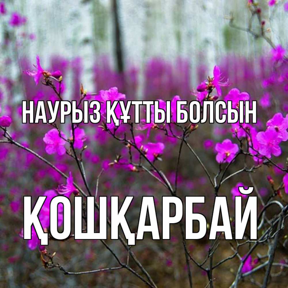 Күн сайын ашық хат с именем, ҚОШҚАРБАЙ Наурыз құтты болсын дикие цветы Онлайн тегін жүктеп алу тілектері бар керемет карта 