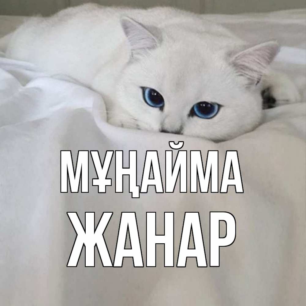 Күн сайын ашық хат с именем, ЖАНАР Мұңайма белый кот с голубыми глазами на белоснежной кровати Онлайн тегін жүктеп алу тілектері бар керемет карта 