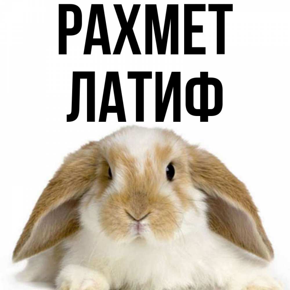 Күн сайын ашық хат с именем, ЛАТИФ рахмет коричнево белый заяц Онлайн тегін жүктеп алу тілектері бар керемет карта 