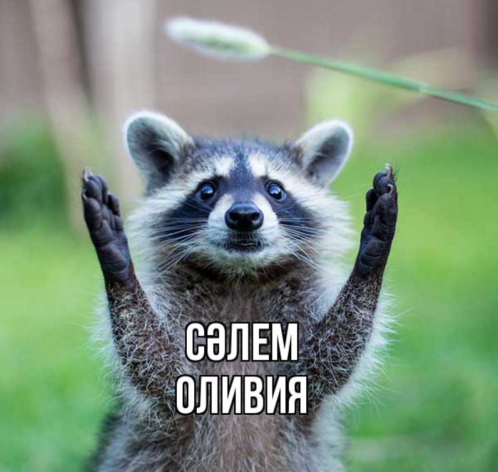 Күн сайын ашық хат с именем, Оливия Сәлем животные Онлайн тегін жүктеп алу тілектері бар керемет карта 
