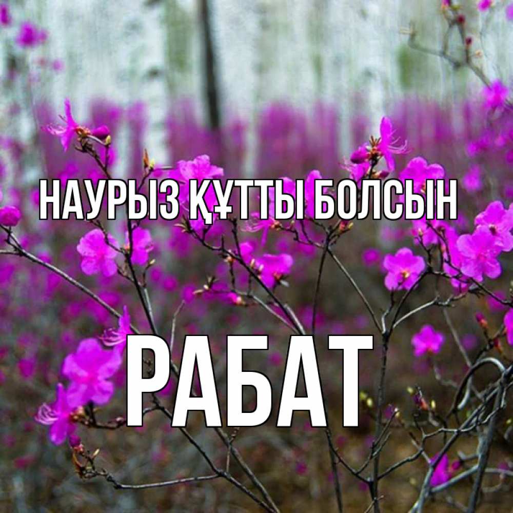 Күн сайын ашық хат с именем, РАБАТ Наурыз құтты болсын дикие цветы Онлайн тегін жүктеп алу тілектері бар керемет карта 
