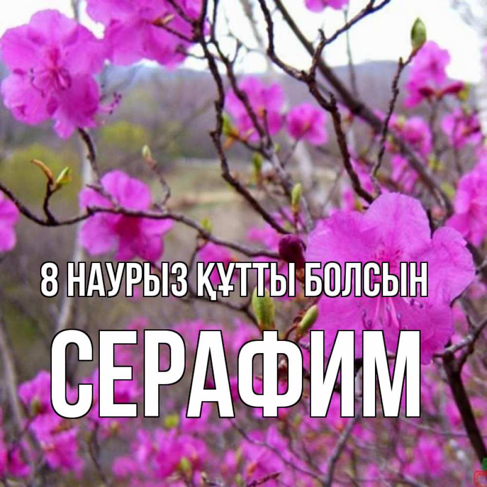 Күн сайын ашық хат с именем, Серафим 8 наурыз құтты болсын международный женский день Онлайн тегін жүктеп алу тілектері бар керемет карта 