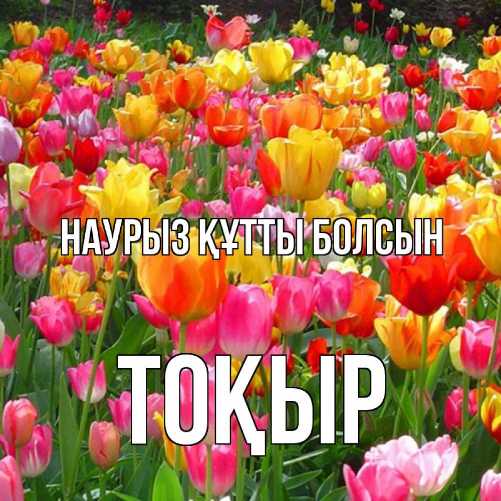 Күн сайын ашық хат с именем, ТОҚЫР Наурыз құтты болсын на наурыз  ура ура Онлайн тегін жүктеп алу тілектері бар керемет карта 