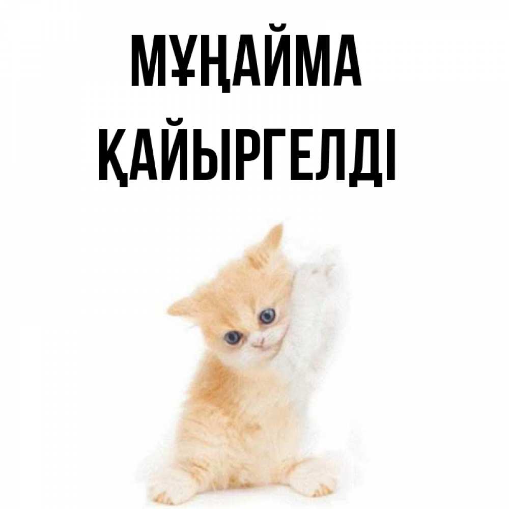 Күн сайын ашық хат с именем, Қайыргелді Мұңайма просящий кот Онлайн тегін жүктеп алу тілектері бар керемет карта 
