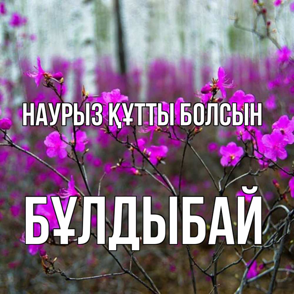 Күн сайын ашық хат с именем, Бұлдыбай Наурыз құтты болсын дикие цветы Онлайн тегін жүктеп алу тілектері бар керемет карта 
