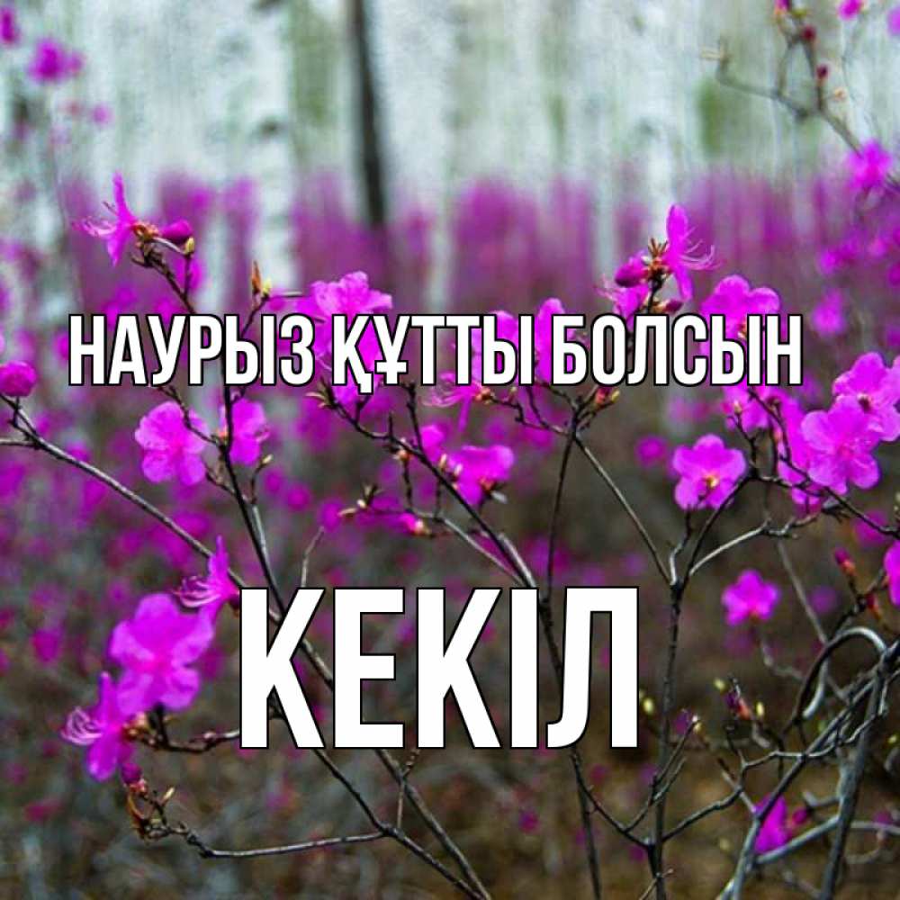 Күн сайын ашық хат с именем, Кекіл Наурыз құтты болсын дикие цветы Онлайн тегін жүктеп алу тілектері бар керемет карта 