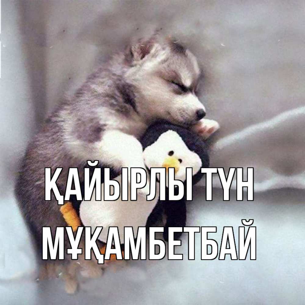 Күн сайын ашық хат с именем, Мұқамбетбай Қайырлы түн обнимашки щенка и пингвина Онлайн тегін жүктеп алу тілектері бар керемет карта 