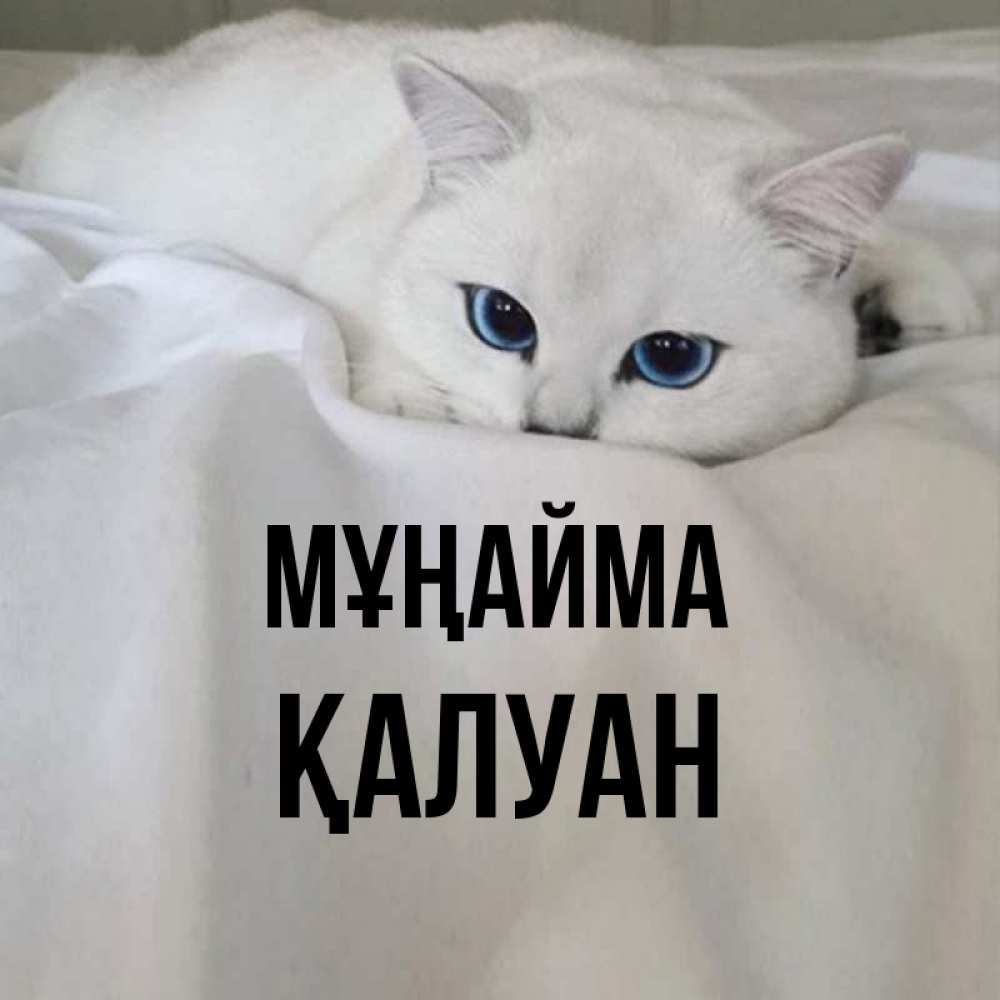 Күн сайын ашық хат с именем, ҚАЛУАН Мұңайма Голубоглазая кошка Онлайн тегін жүктеп алу тілектері бар керемет карта 