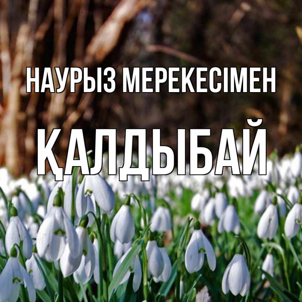 Күн сайын ашық хат с именем, Қалдыбай Наурыз мерекесімен с подснежниками 1 Онлайн тегін жүктеп алу тілектері бар керемет карта 