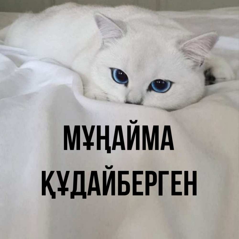 Күн сайын ашық хат с именем, ҚҰДАЙБЕРГЕН Мұңайма Голубоглазая кошка Онлайн тегін жүктеп алу тілектері бар керемет карта 
