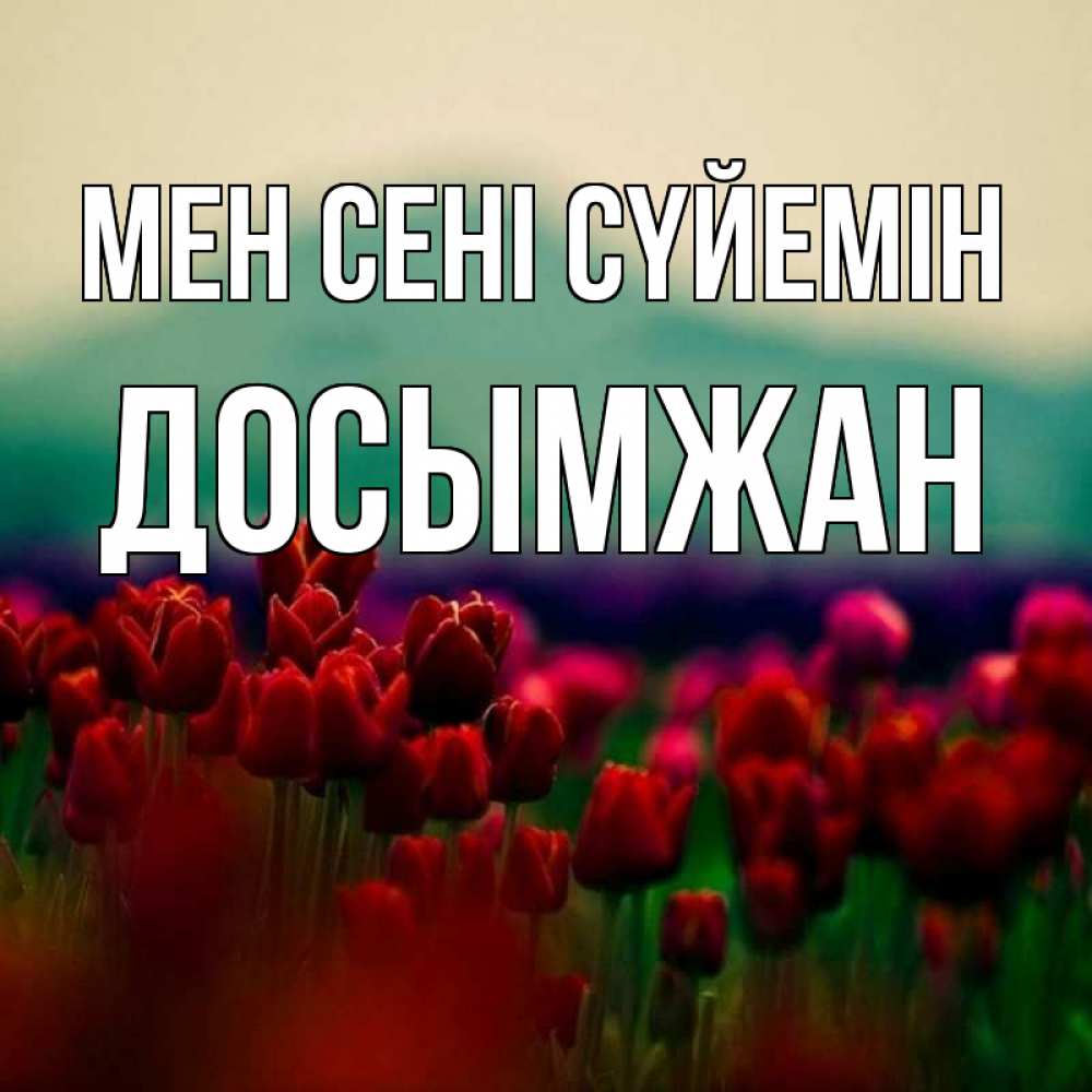 Күн сайын ашық хат с именем, Досымжан Мен сені сүйемін тюльпаны 4 Онлайн тегін жүктеп алу тілектері бар керемет карта 