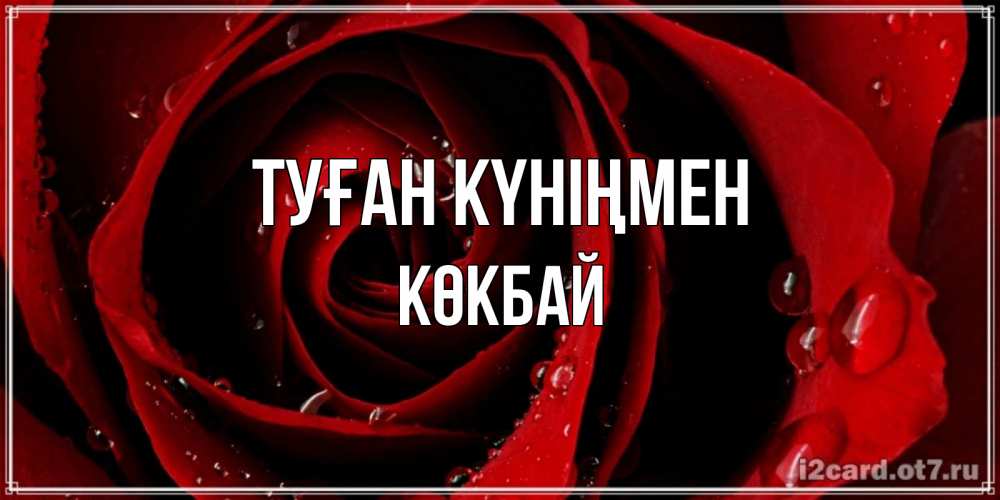 Күн сайын ашық хат с именем, Көкбай Туған күніңмен крупная бордовая роза Онлайн тегін жүктеп алу тілектері бар керемет карта 