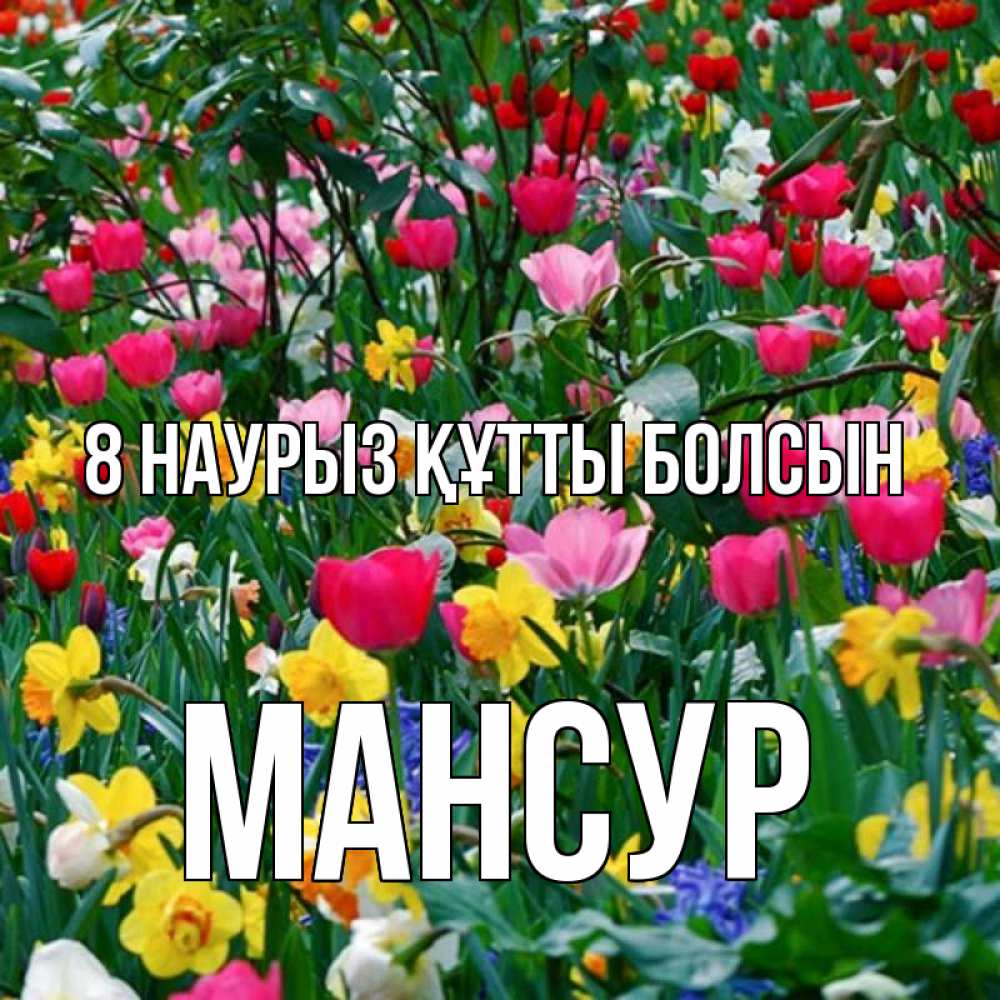 Күн сайын ашық хат с именем, Мансур 8 наурыз құтты болсын с международным женским днем поздравления для женщины Онлайн тегін жүктеп алу тілектері бар керемет карта 